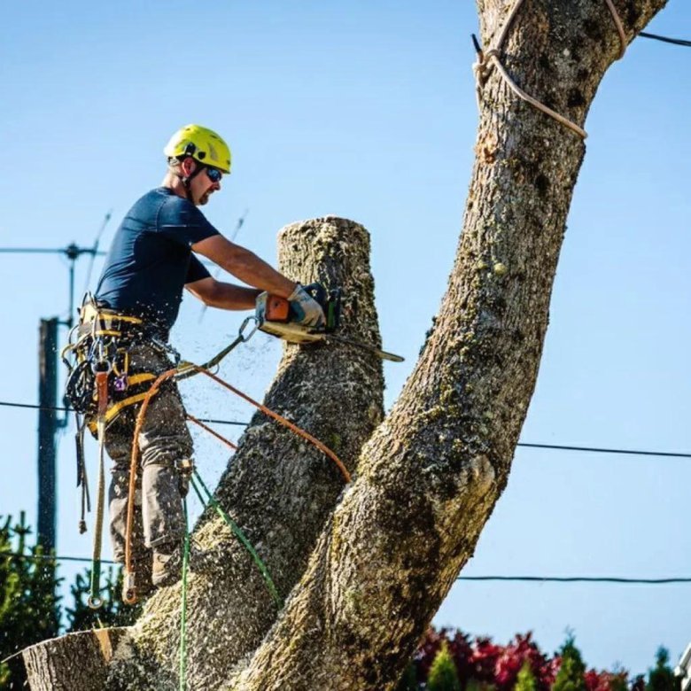 Professional tree removal services