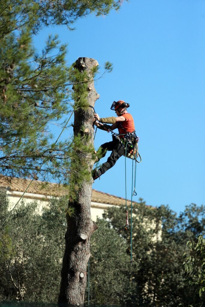 Professional tree removal services