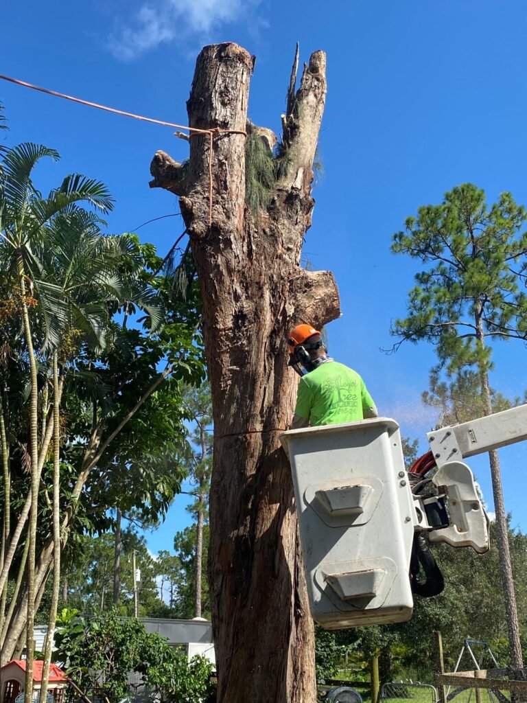 Tree Removal Services in Cortlandt Manor, NY